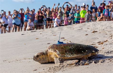 About the Sea Turtle Conservancy – Sea Turtle Conservancy.